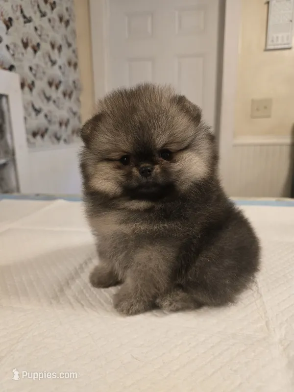 Estelle – Pomeranian puppy for sale in Urbana, OH