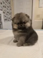Estelle, a female Pomeranian for sale in Urbana, OH – 1 of 10