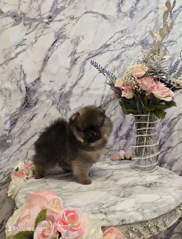 Dyna – Pomeranian puppy for sale in Urbana, OH