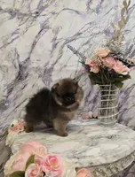 Dyna, a female Pomeranian for sale in Urbana, OH – 1 of 10