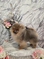 Kai, a male Pomeranian for sale in Urbana, OH – 5 of 10