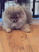 Maurice, a male Pomeranian for sale in Urbana, OH – 5 of 10