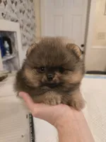 Maurice, a male Pomeranian for sale in Urbana, OH – 2 of 8