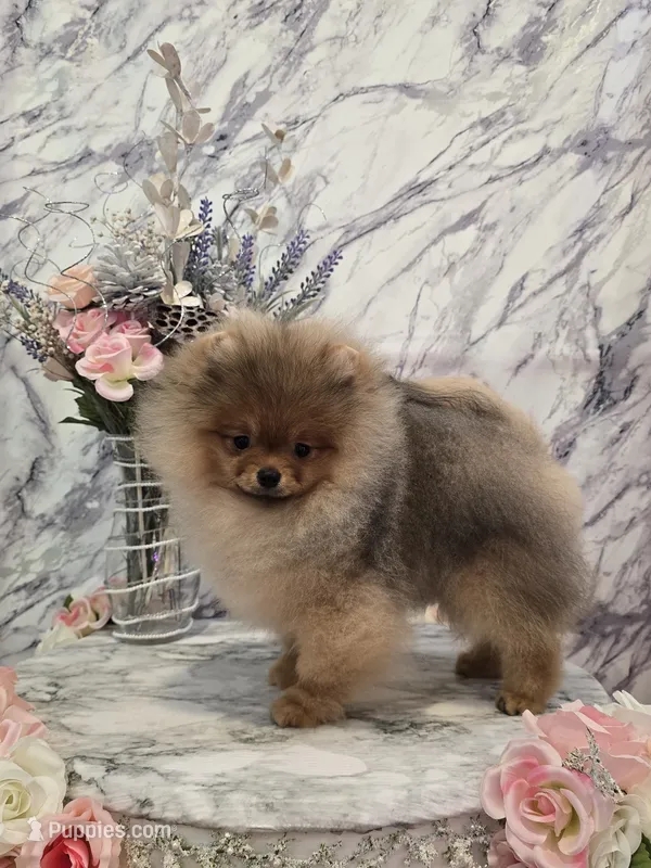 Kai – Pomeranian puppy for sale in Urbana, OH