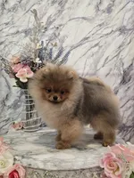 Kai, a male Pomeranian for sale in Urbana, OH – 1 of 10