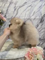 Delphine, a female Pomeranian for sale in Urbana, OH – 5 of 10