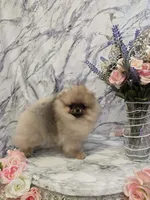 Delphine, a female Pomeranian for sale in Urbana, OH – 6 of 10
