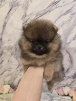 Dyna, a female Pomeranian for sale in Urbana, OH – 3 of 10