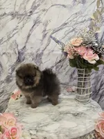 Dyna, a female Pomeranian for sale in Urbana, OH – 6 of 10