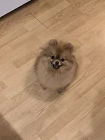 Kitty, a female Pomeranian for sale in Urbana, OH – 2 of 7