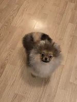 Jude, a male Pomeranian for sale in Urbana, OH – 6 of 10