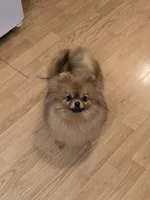 Kitty, a female Pomeranian for sale in Urbana, OH – 4 of 7