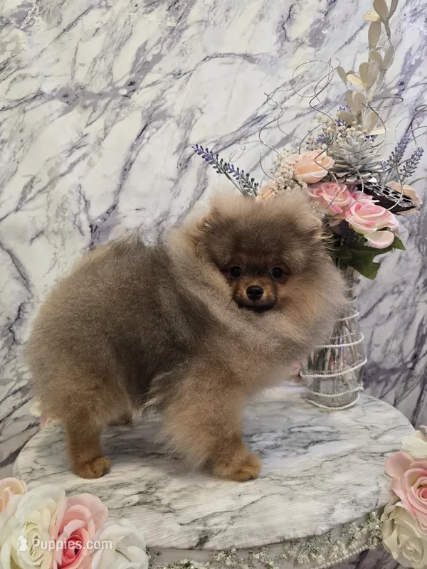 Maurice – Pomeranian puppy for sale in Urbana, OH