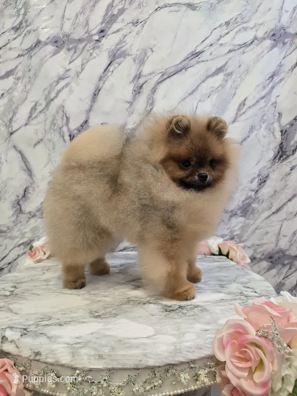 Liam – Pomeranian puppy for sale in Urbana, OH