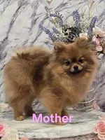 Liam, a male Pomeranian for sale in Urbana, OH – 8 of 10