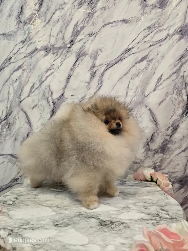 Lucas – Pomeranian puppy for sale in Urbana, OH