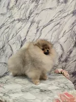 Lucas, a male Pomeranian for sale in Urbana, OH – 1 of 10