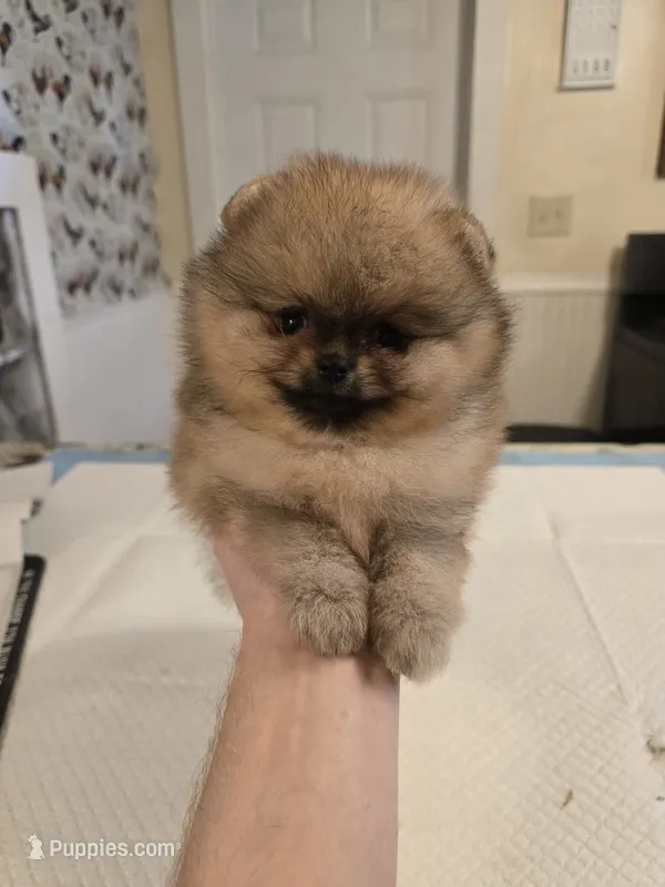 Delphine – Pomeranian puppy for sale in Urbana, OH
