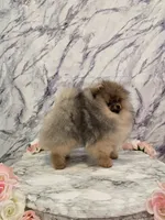 Liam, a male Pomeranian for sale in Urbana, OH – 2 of 10