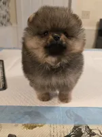 Maurice, a male Pomeranian for sale in Urbana, OH – 5 of 8
