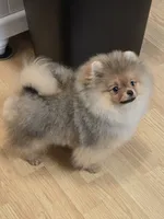 Kai, a male Pomeranian for sale in Urbana, OH – 3 of 10