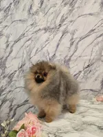 Liam, a male Pomeranian for sale in Urbana, OH – 5 of 10