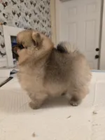 Delphine, a female Pomeranian for sale in Urbana, OH – 5 of 8