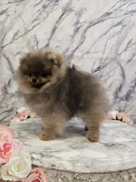 Maurice, a male Pomeranian for sale in Urbana, OH – 6 of 10