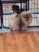 Maurice, a male Pomeranian for sale in Urbana, OH – 4 of 10