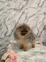 Liam, a male Pomeranian for sale in Urbana, OH – 3 of 10