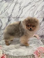 Kai, a male Pomeranian for sale in Urbana, OH – 7 of 10