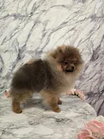 Jude, a male Pomeranian for sale in Urbana, OH – 3 of 10