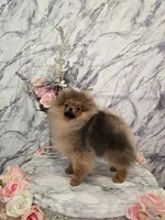 Jude, a male Pomeranian for sale in Urbana, OH – 5 of 10