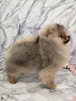 Kai, a male Pomeranian for sale in Urbana, OH – 6 of 10