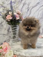 Maurice, a male Pomeranian for sale in Urbana, OH – 3 of 10