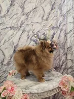 Kitty, a female Pomeranian for sale in Urbana, OH – 6 of 7