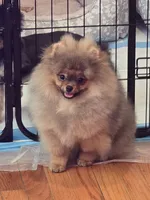 Maurice, a male Pomeranian for sale in Urbana, OH – 8 of 10
