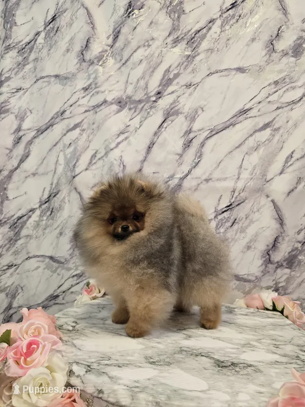 Liam – Pomeranian puppy for sale in Urbana, OH