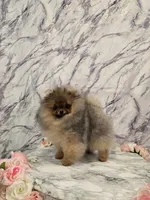 Liam, a male Pomeranian for sale in Urbana, OH – 1 of 10
