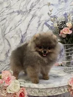 Maurice, a male Pomeranian for sale in Urbana, OH – 8 of 10