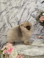 Delphine, a female Pomeranian for sale in Urbana, OH – 7 of 10