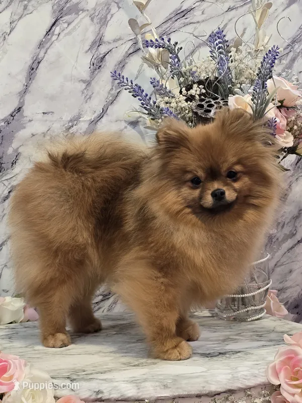 Kitty – Pomeranian puppy for sale in Urbana, OH
