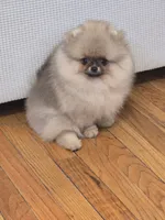 Delphine, a female Pomeranian for sale in Urbana, OH – 9 of 10