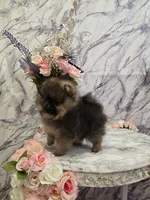 Dyna, a female Pomeranian for sale in Urbana, OH – 7 of 10
