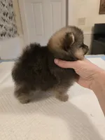 Maurice, a male Pomeranian for sale in Urbana, OH – 8 of 8