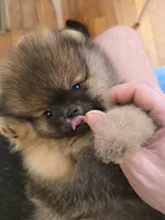 Dyna, a female Pomeranian for sale in Urbana, OH – 9 of 10