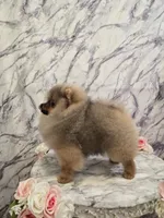Maurice, a male Pomeranian for sale in Urbana, OH – 2 of 10