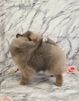 Maurice, a male Pomeranian for sale in Urbana, OH – 6 of 10