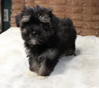 Rocky, a male Havanese for sale in Grovespring, MO – 4 of 6