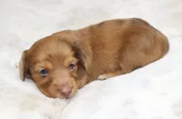 Missy, a female Miniature Dachshund for sale in Grovespring, MO – 4 of 5